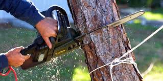 Best Utility Line Clearance  in Ferndale, MD