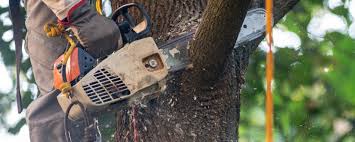 Best Lot and Land Clearing  in Ferndale, MD