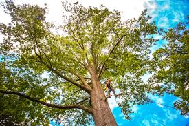Best Organic Lawn Care Solutions  in Ferndale, MD
