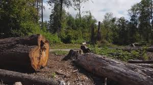 Best Hazardous Tree Removal  in Ferndale, MD
