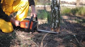 Best Lawn Disease Treatment  in Ferndale, MD