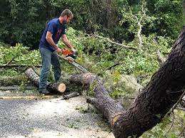 Best Arborist Consultation Services  in Ferndale, MD