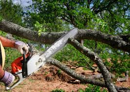Best Emergency Tree Removal  in Ferndale, MD