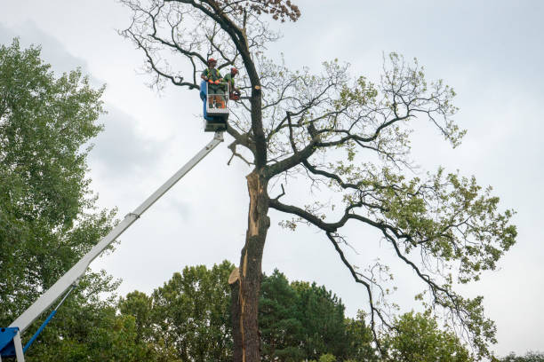 Best Tree and Shrub Care  in Ferndale, MD