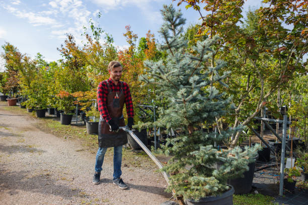 Best Tree Disease Treatment  in Ferndale, MD