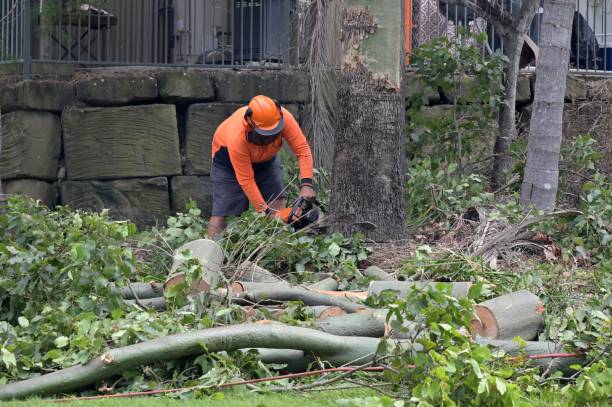 How Our Tree Care Process Works  in  Ferndale, MD