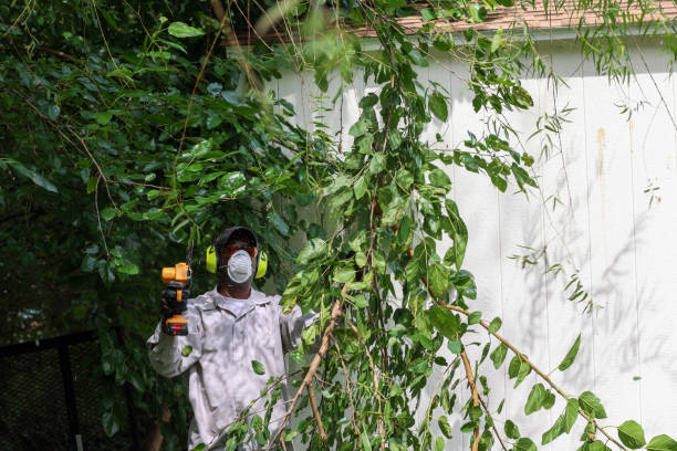 Best Arborist Consultation Services  in Ferndale, MD