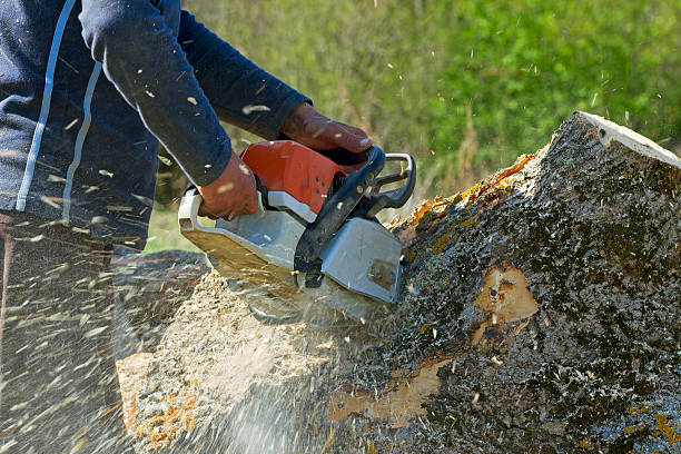 Best Palm Tree Trimming  in Ferndale, MD