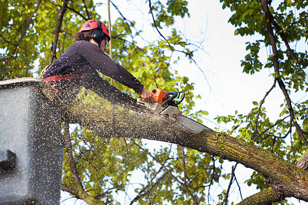 Best Stump Grinding and Removal  in Ferndale, MD