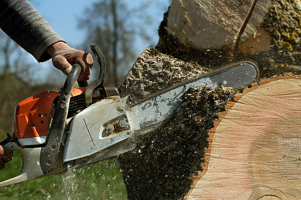 Best Tree Maintenance Programs  in Ferndale, MD