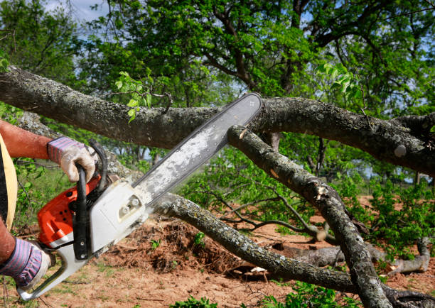 Best Tree Risk Assessment  in Ferndale, MD